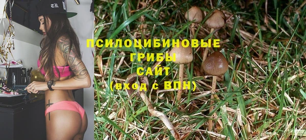 стаф Алзамай