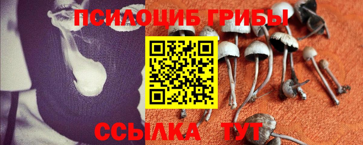 Псилоцибиновые грибы Psilocybe Пермь